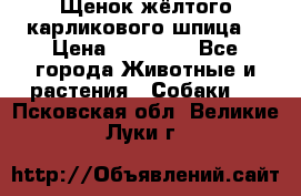 Щенок жёлтого карликового шпица  › Цена ­ 50 000 - Все города Животные и растения » Собаки   . Псковская обл.,Великие Луки г.